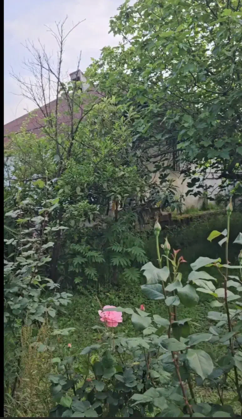 یک هکتار  ملک روستایی  همراه با بنا لاهیجان|فروش زمین و ملک کلنگی|لاهیجان, بوجایه|دیوار