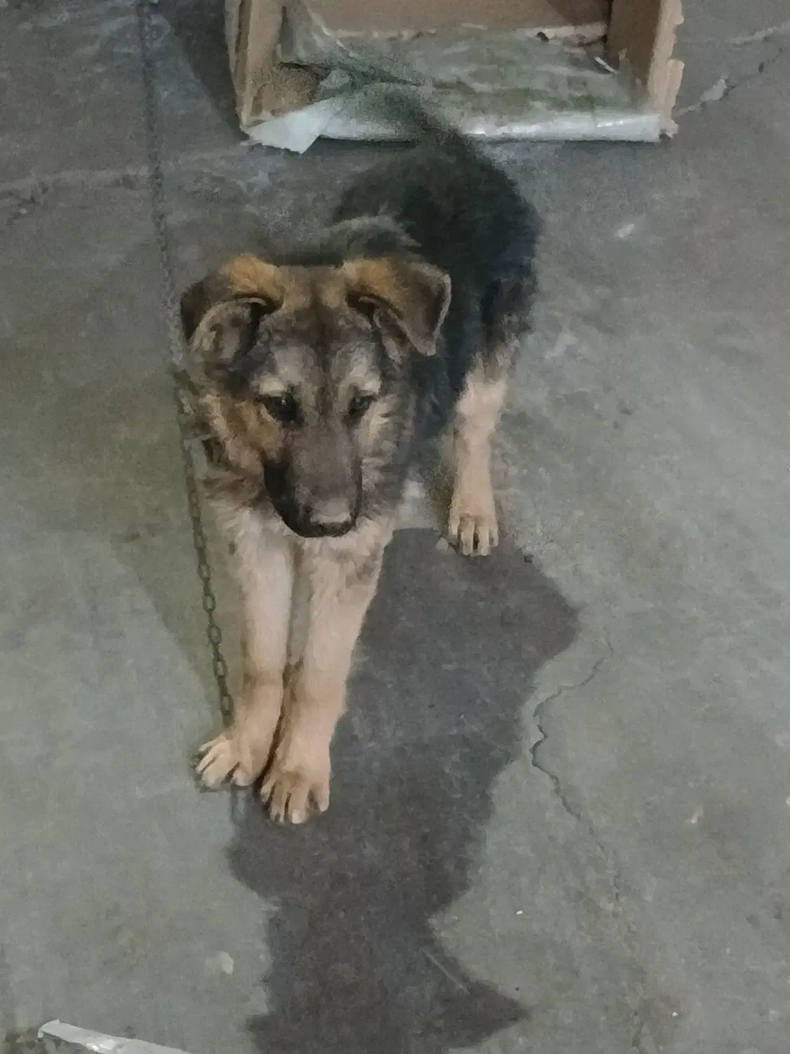 سگ گمشده|حیوانات|قم, بیست متری ولیعصر|دیوار