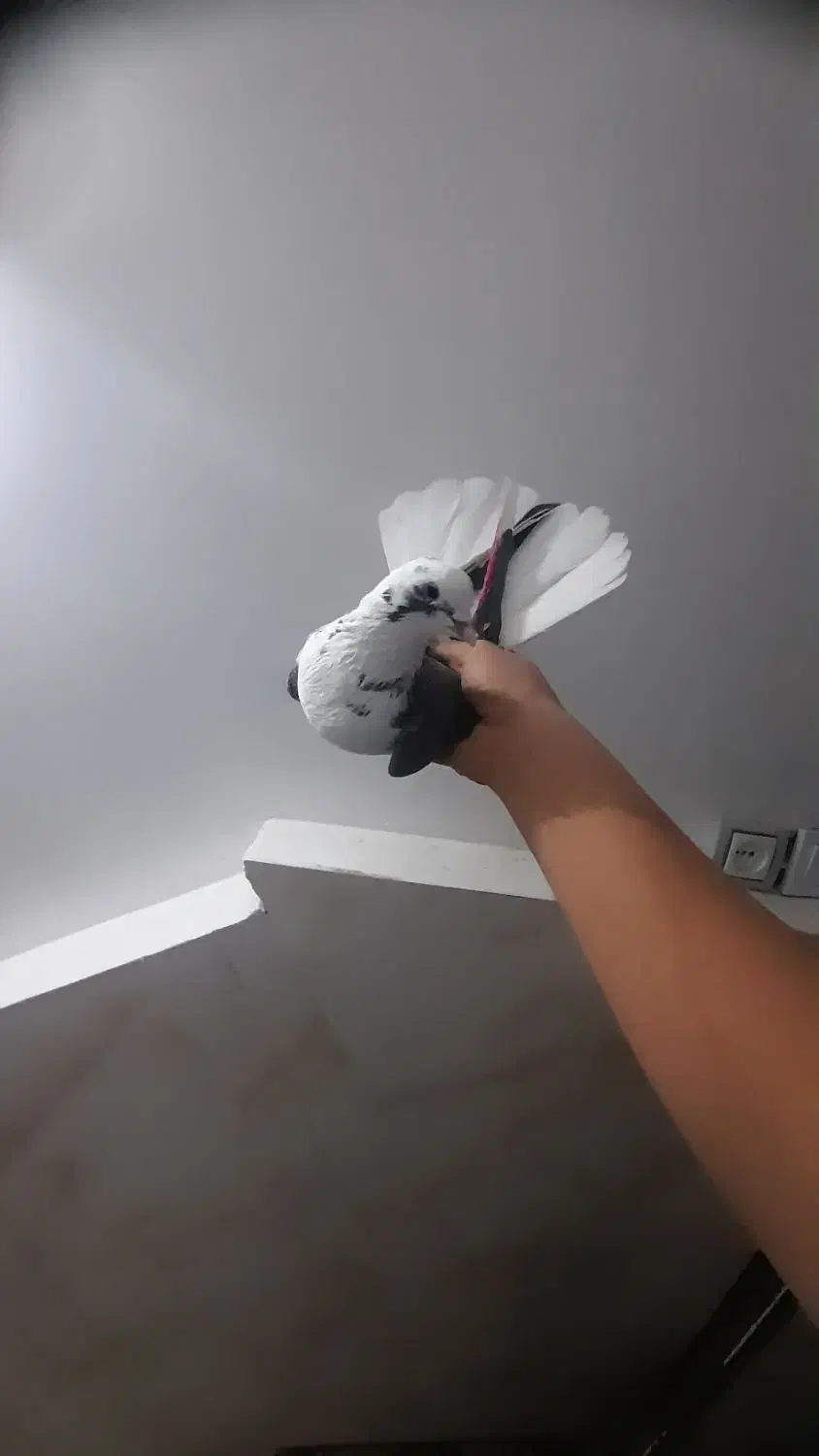 کفتر پرشی کمیاب|پرنده|نسیمشهر, |دیوار