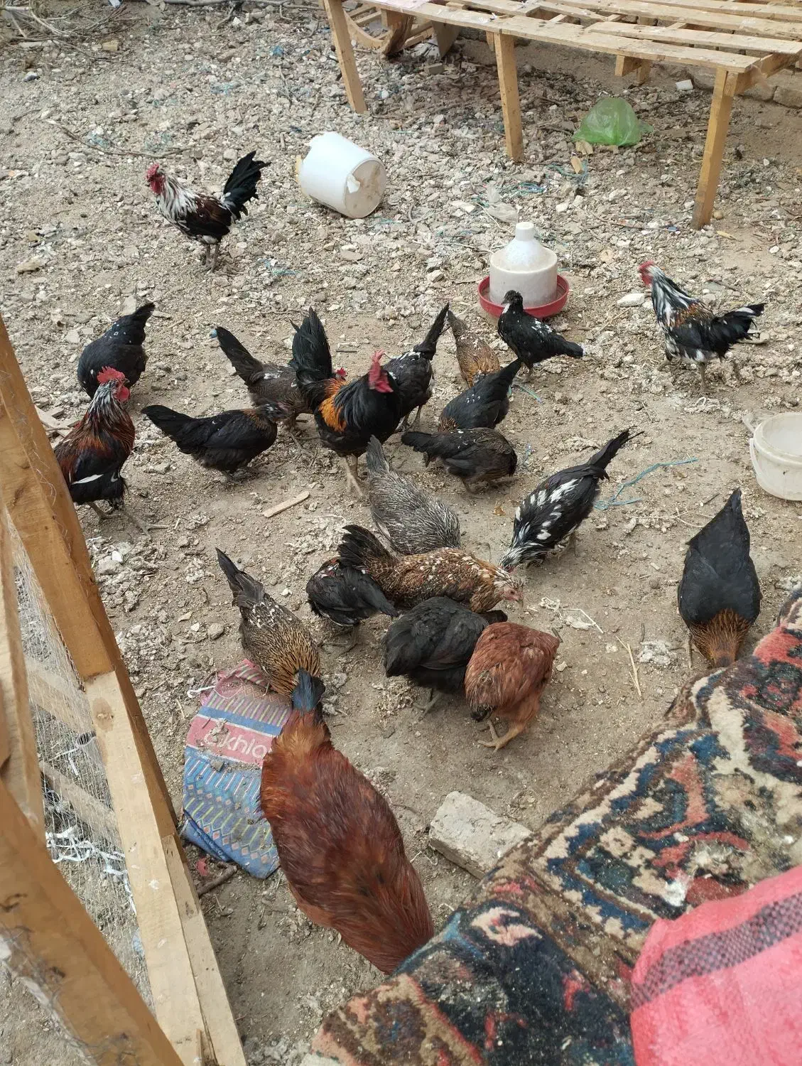 مرغ خروس گلین|حیوانات مزرعه|ملایر, |دیوار