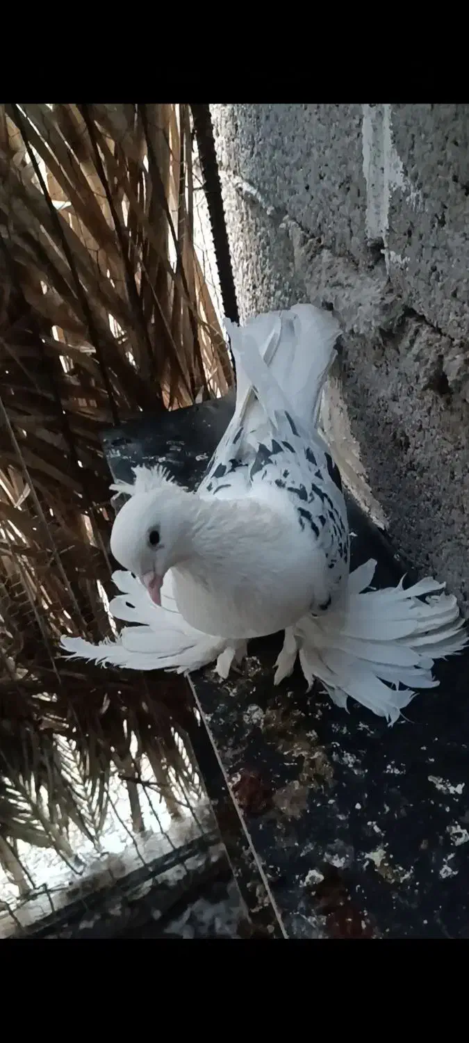 چند جفت کبوتر|پرنده|بم, |دیوار