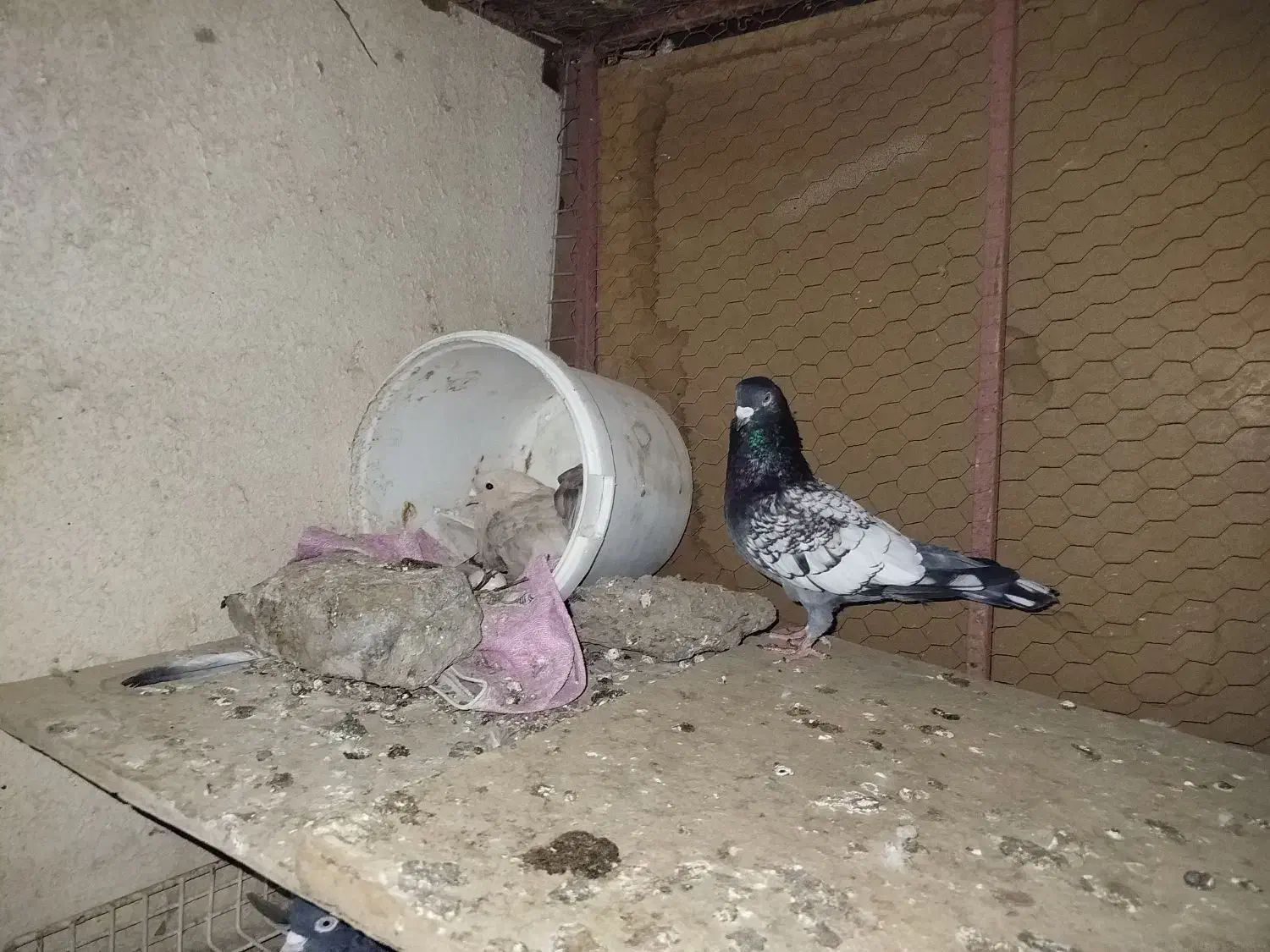 کفتر طاووسی نر|پرنده|مشهد, شهرک مهرگان|دیوار