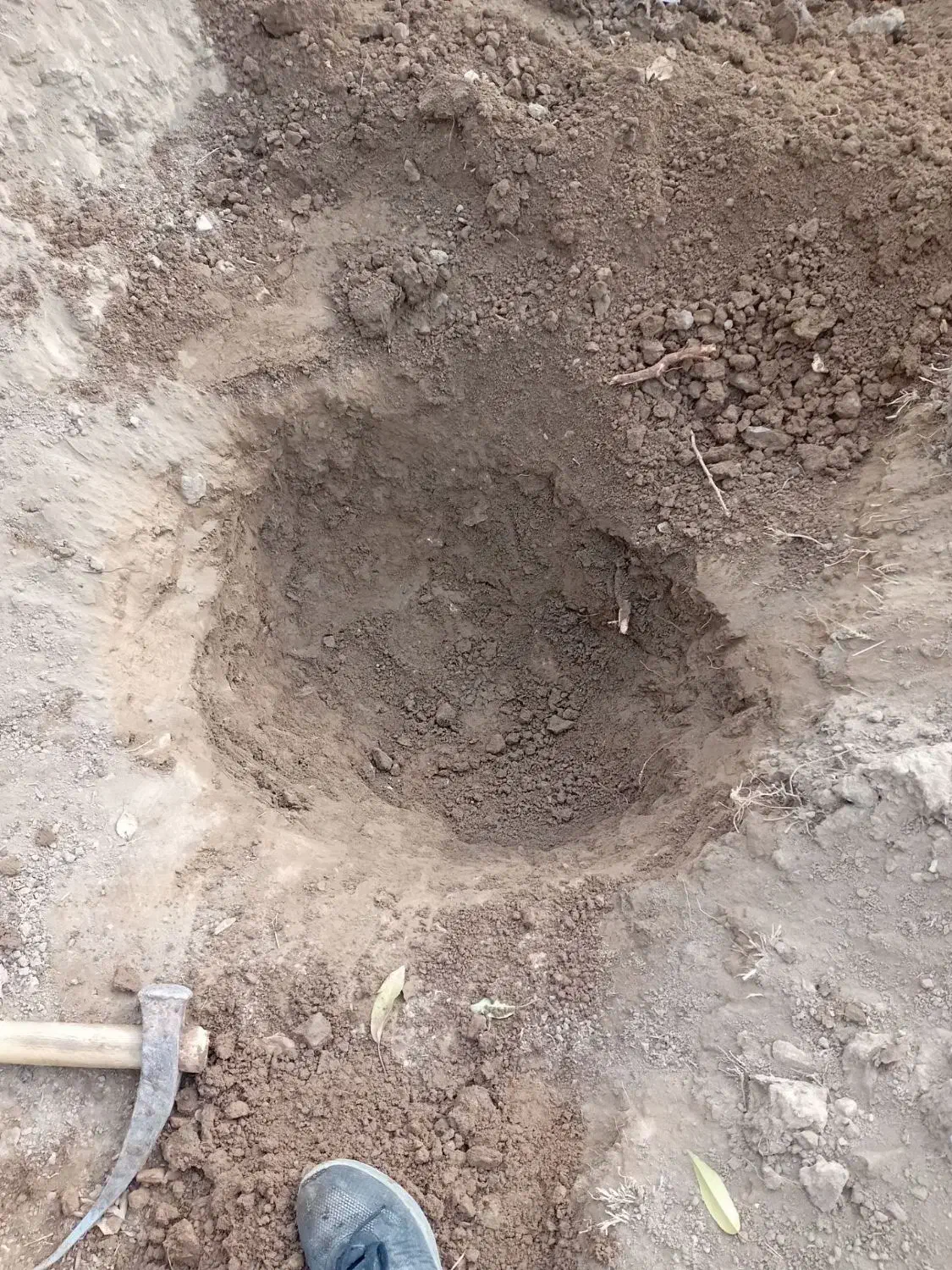 باغبان|خدمات باغبانی و درختکاری|تبریز, |دیوار