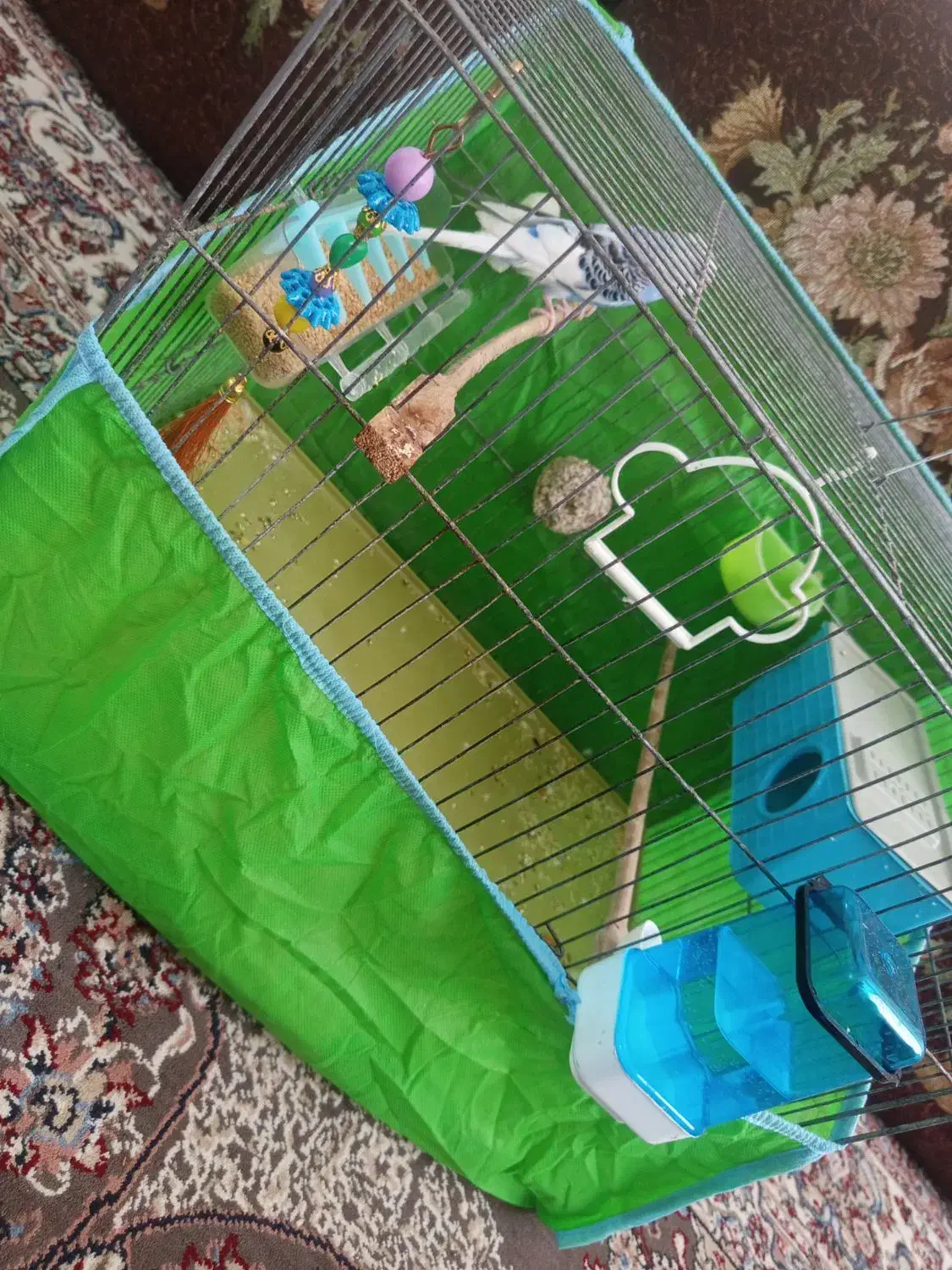 یه جفت مرغ عشق مودل|پرنده|پاکدشت, پاکدشت (مامازند)|دیوار