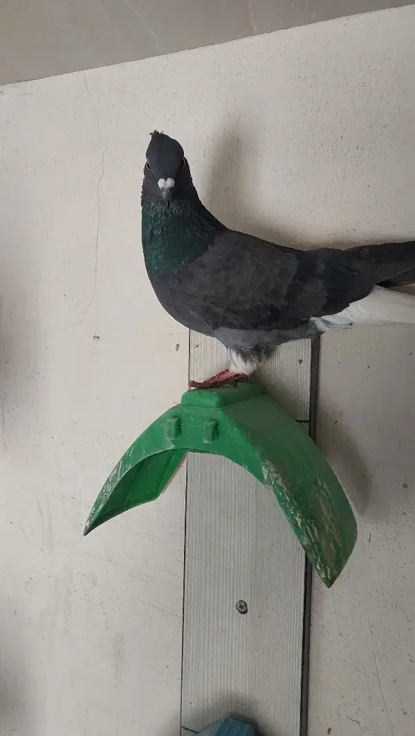 دم سفید|پرنده|الوند, |دیوار