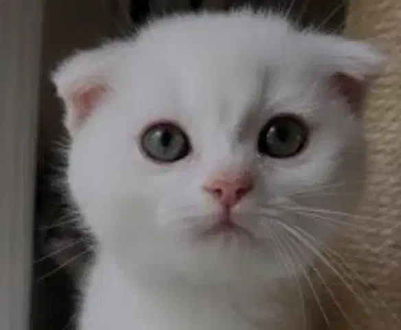 اسکاتیش بیریتیش/۲ماه/ فلد/ با اصالت گرید /خانگی|گربه|فردیس, شهرک ناز|دیوار