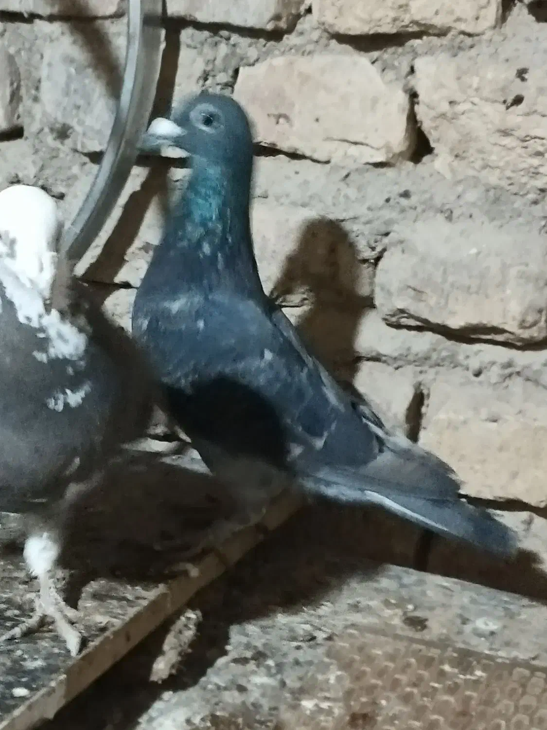 مگس|پرنده|نیمروز, |دیوار