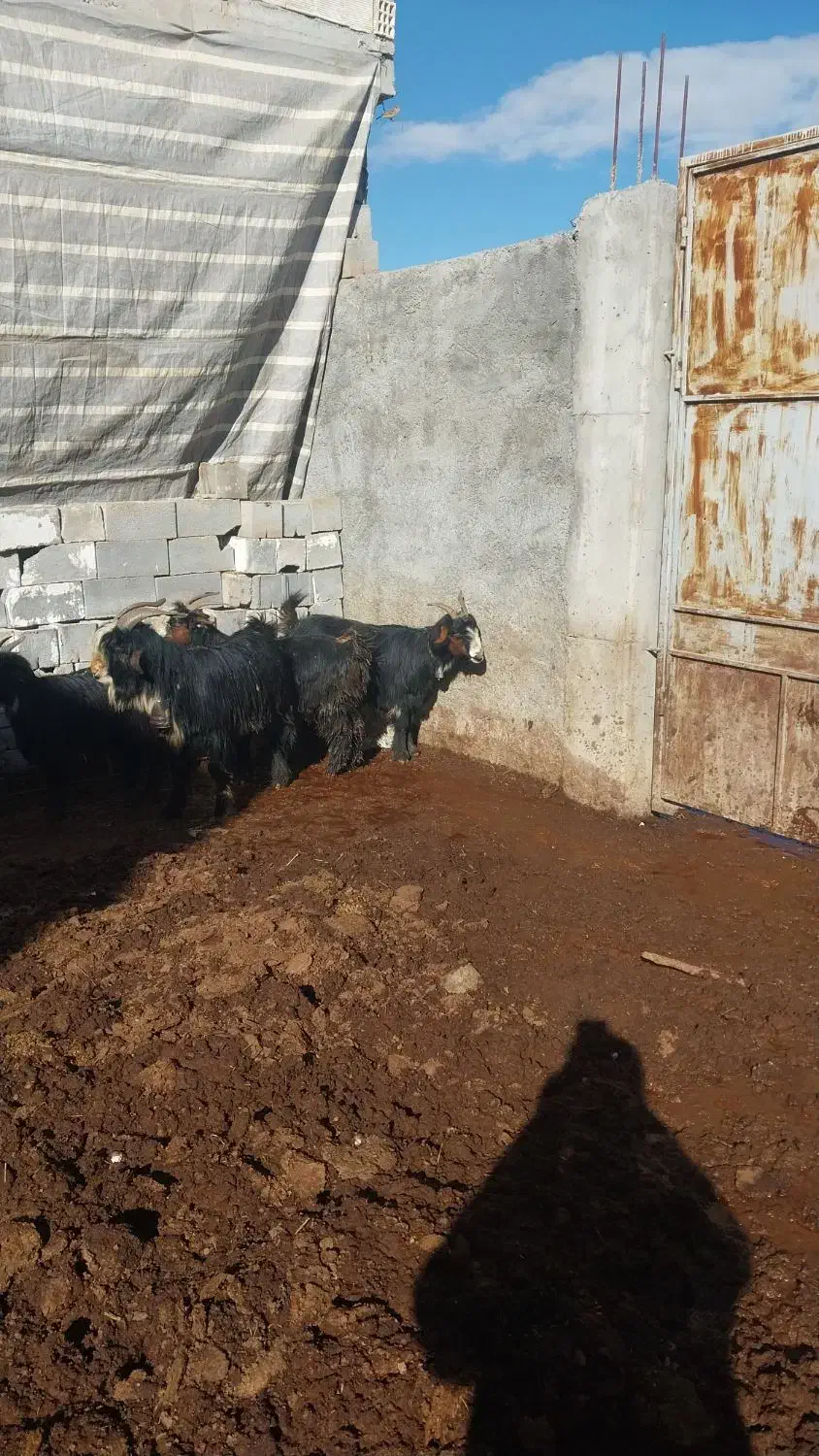 بز وتیشتر|حیوانات مزرعه|ناغان, |دیوار