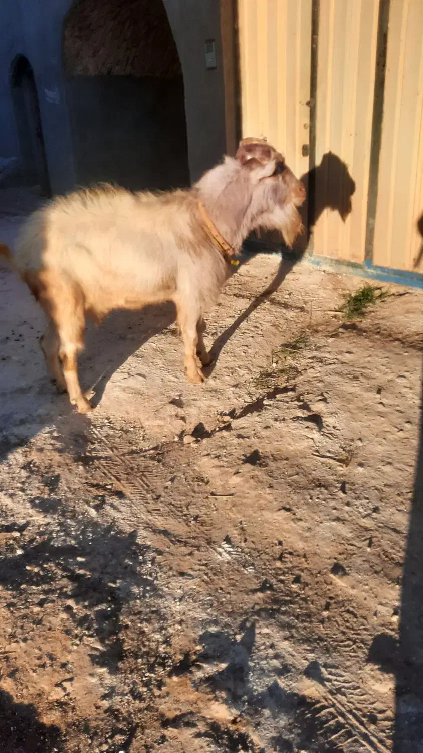 نری سانن|حیوانات مزرعه|سرایان, |دیوار