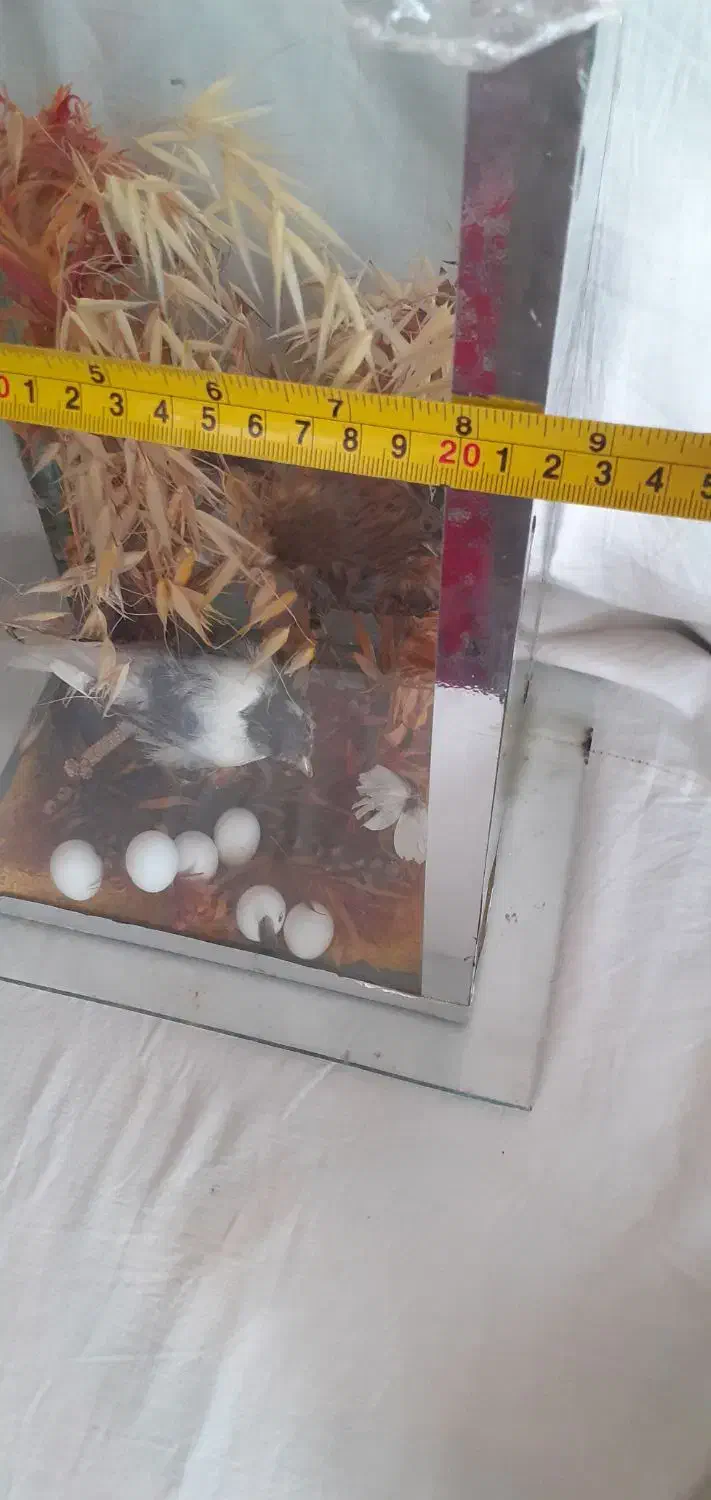 دکوری|پرنده|نهاوند, |دیوار