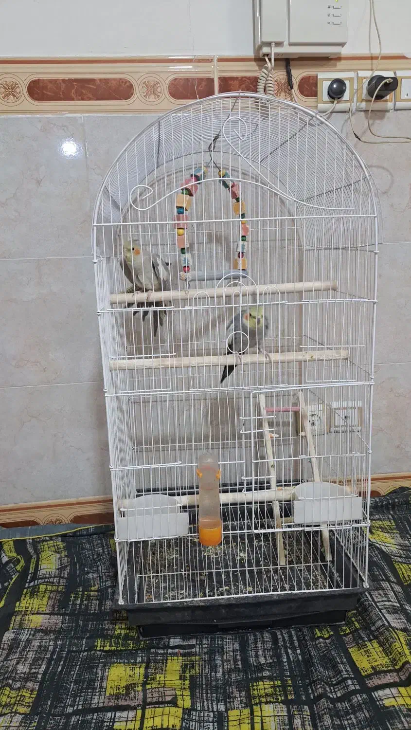 پرندگان|پرنده|شهریار, شهریار|دیوار