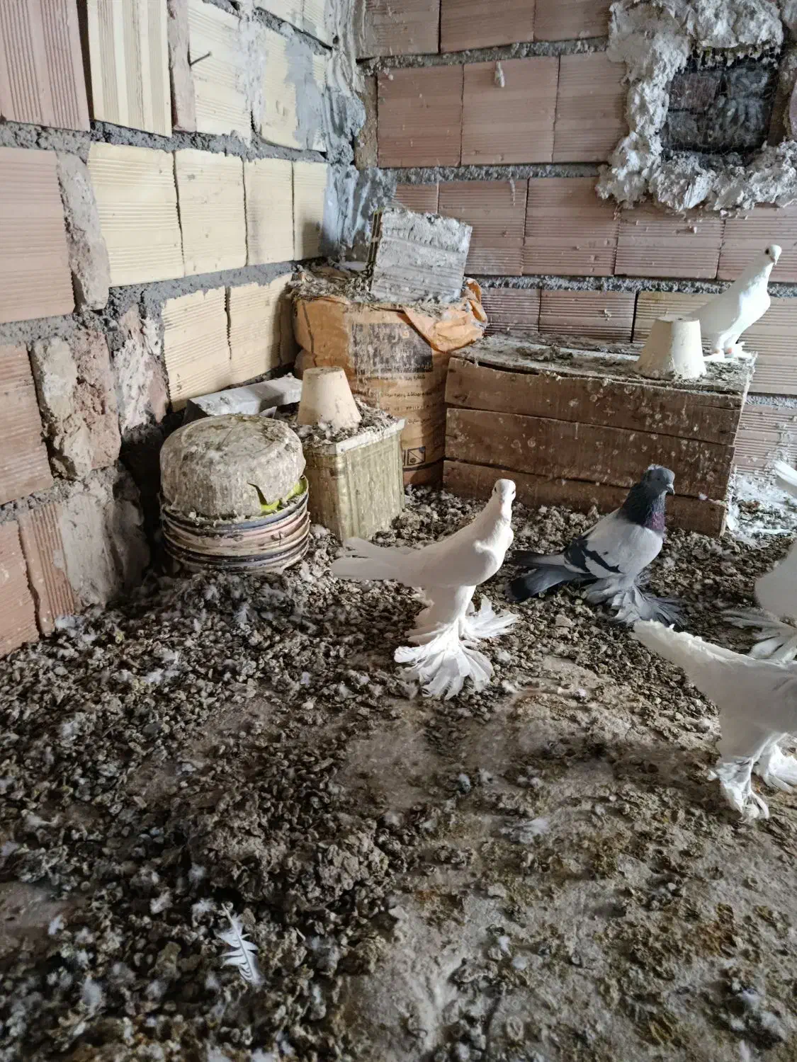 کبوتر|پرنده|تبریز, |دیوار