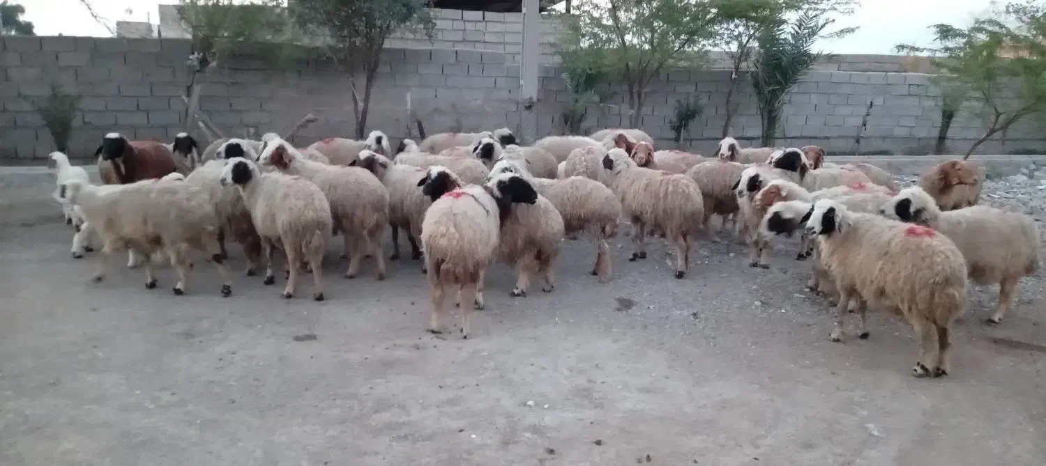 گوسفند|حیوانات مزرعه|سوسنگرد, |دیوار