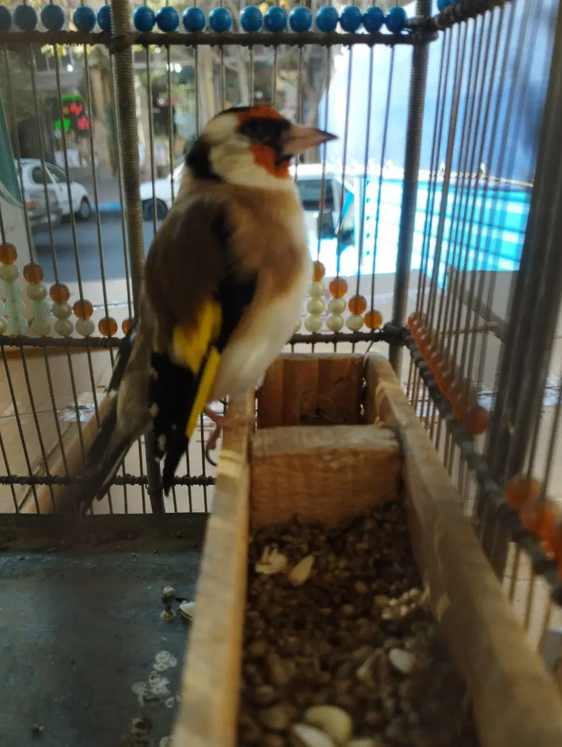 سهره نر دستی|پرنده|تبریز, |دیوار