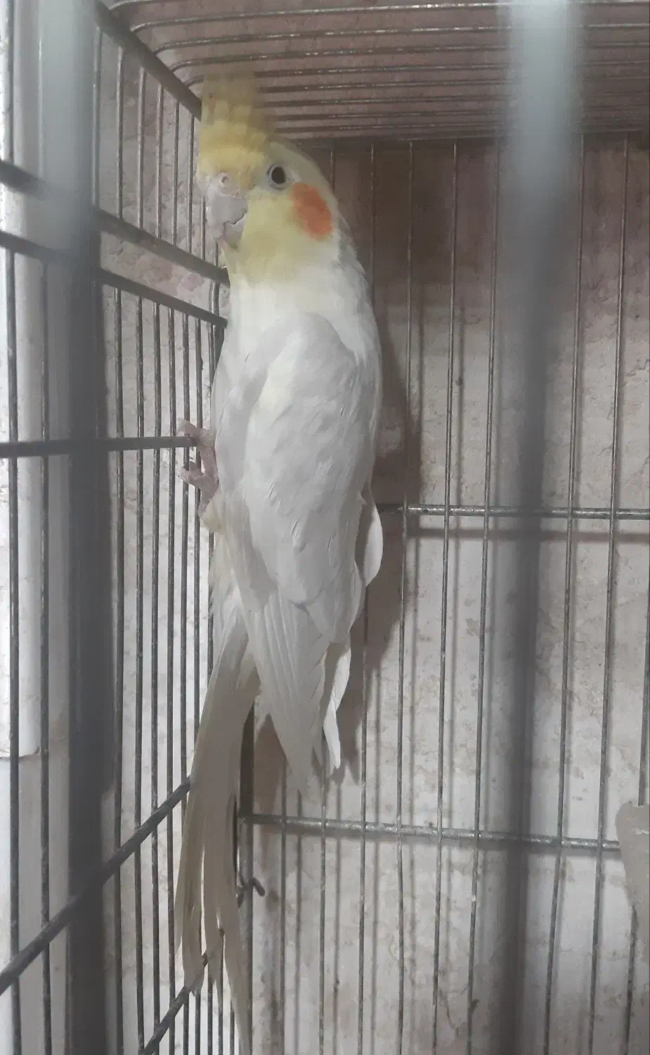 جفت عروس هلندی|پرنده|بهبهان, |دیوار