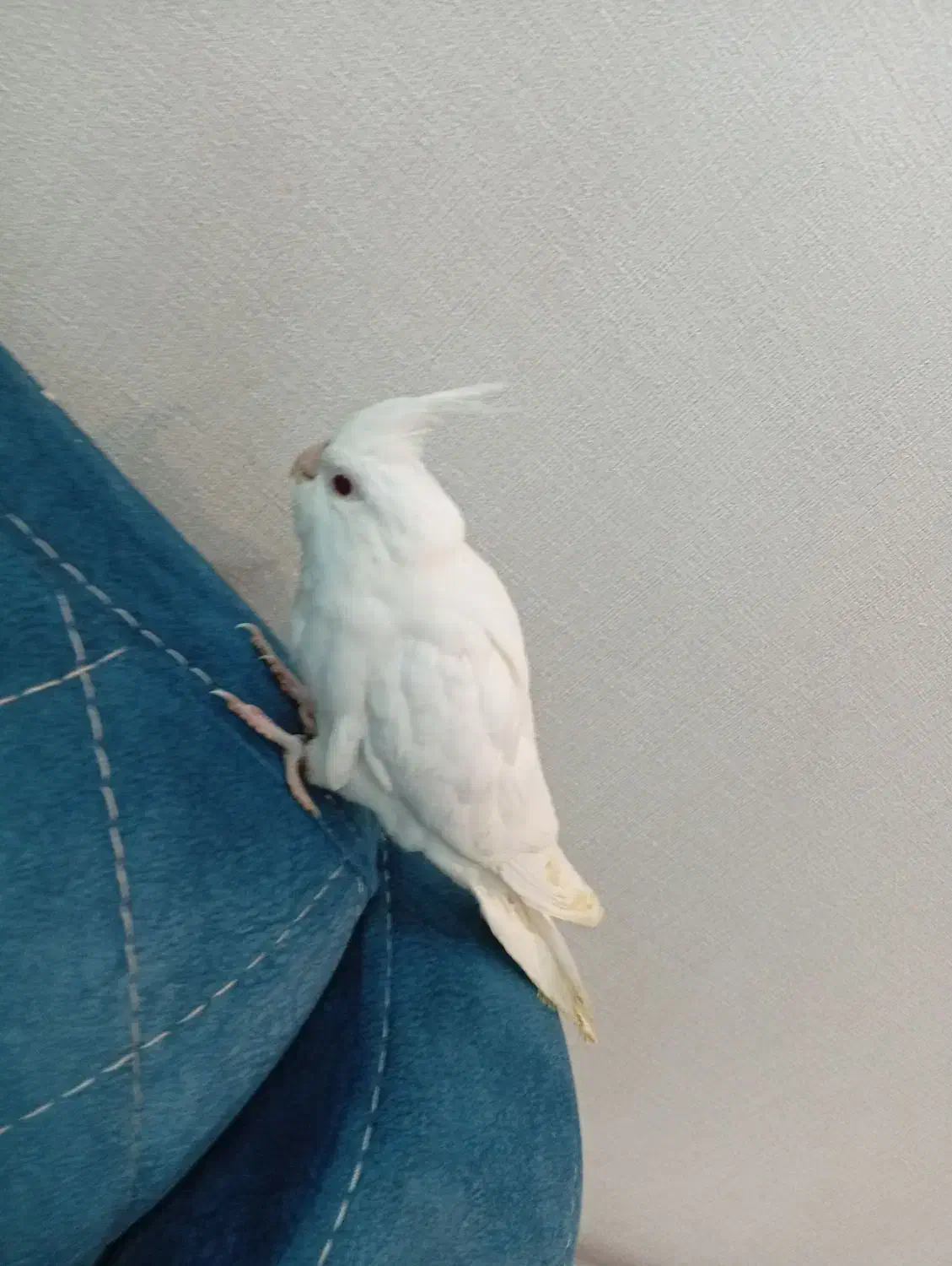 عروس هلندی ی ماده|پرنده|شوشتر, |دیوار