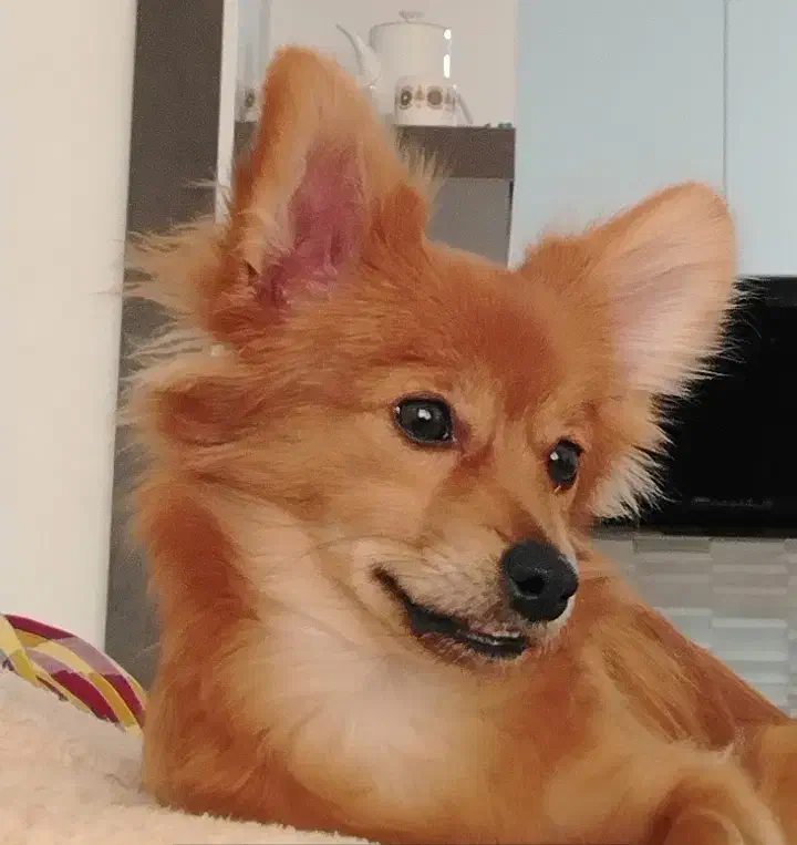 واگذاری سگ|سگ|کرمان, |دیوار