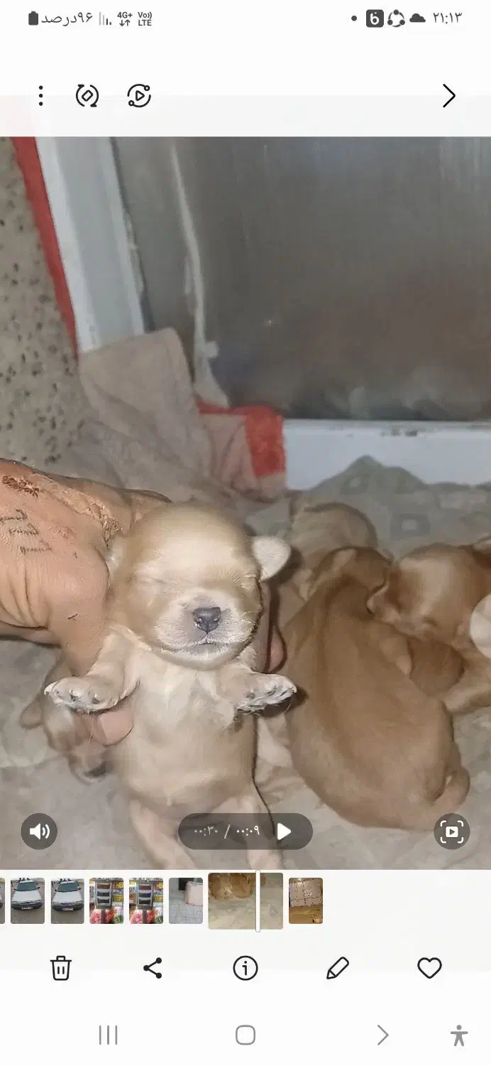 شیدزو|سگ|سبزوار, میدان بار|دیوار