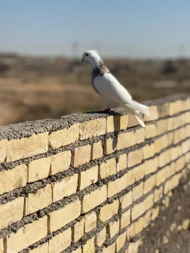 سه عدد کبوتر رنگی|پرنده|کرخه, |دیوار