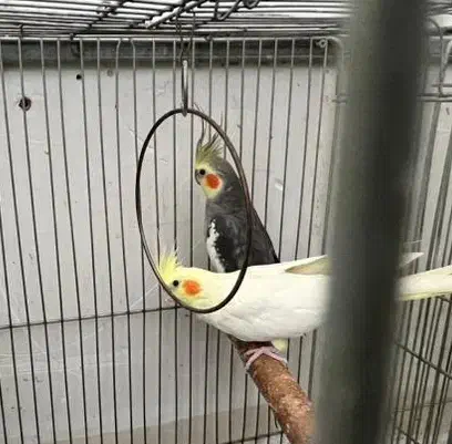 طوطی، عروس، هلندی|پرنده|کرج, فاز ۲ مهرشهر|دیوار