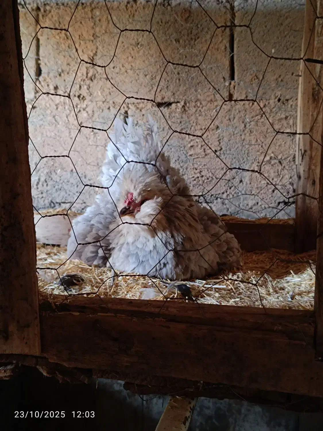 مرغ گلین طوسی|حیوانات مزرعه|دهاقان, |دیوار