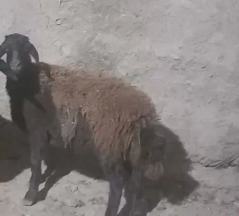 گوسفند جوان ۱ساله|حیوانات مزرعه|بسطام, |دیوار
