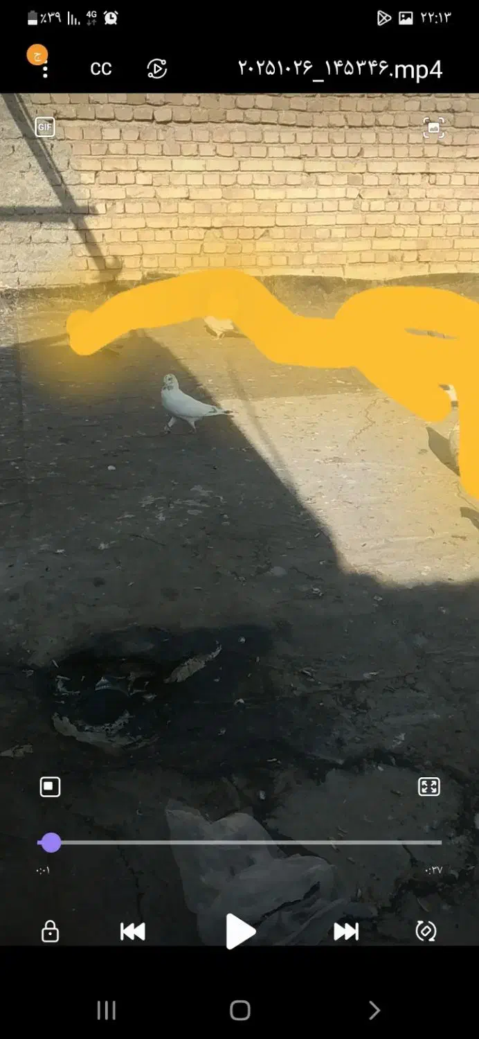 کفتر گمشده خالدار|حیوانات|مرند, |دیوار