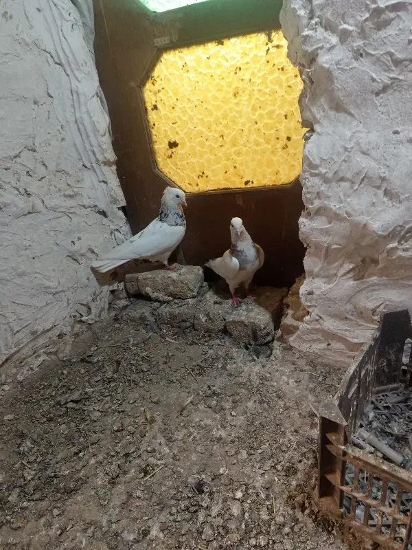 کبوتر طوقی|پرنده|گنبد کاووس, |دیوار