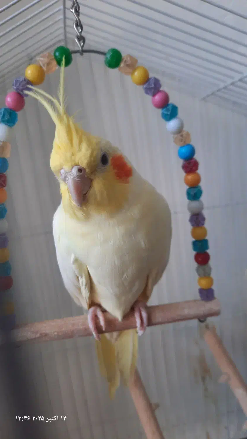 یک جفت عروس هلندی|پرنده|زاهدان, |دیوار