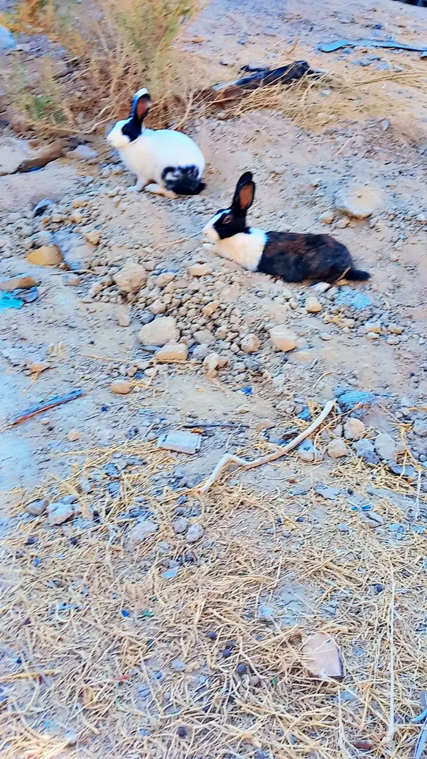 خرگوش|موش و خرگوش|سراوان, |دیوار