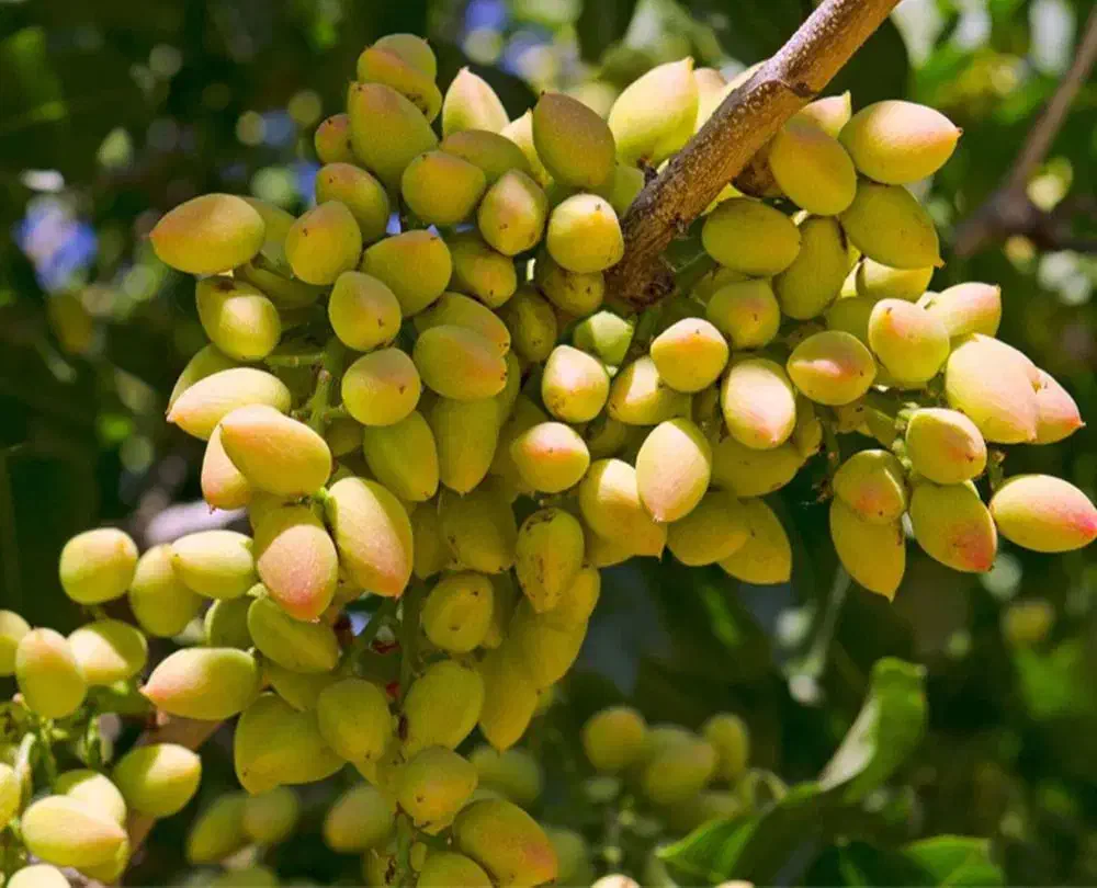 نهال پسته اکبری|گل و گیاه طبیعی|تاکستان, |دیوار