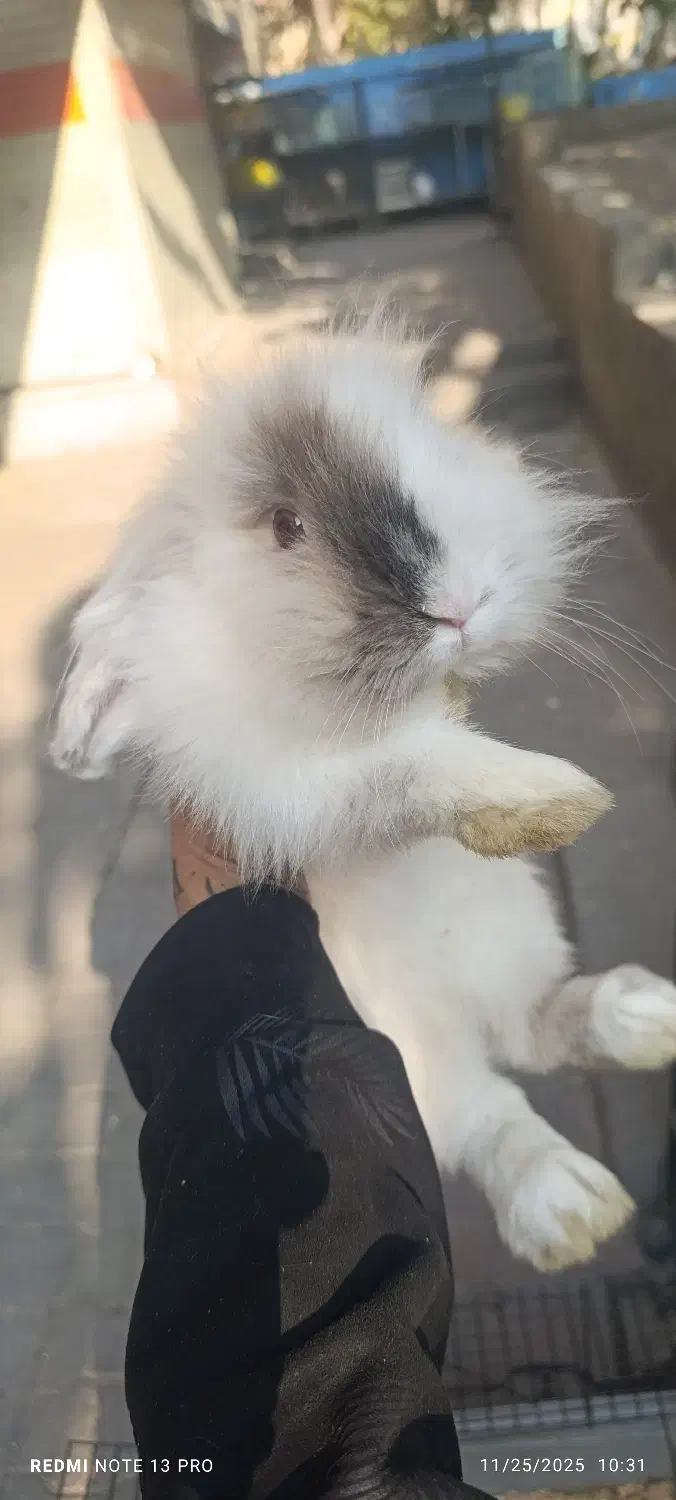 خرگوش لوپ و انگول|موش و خرگوش|تهران, سلسبیل شمالی|دیوار