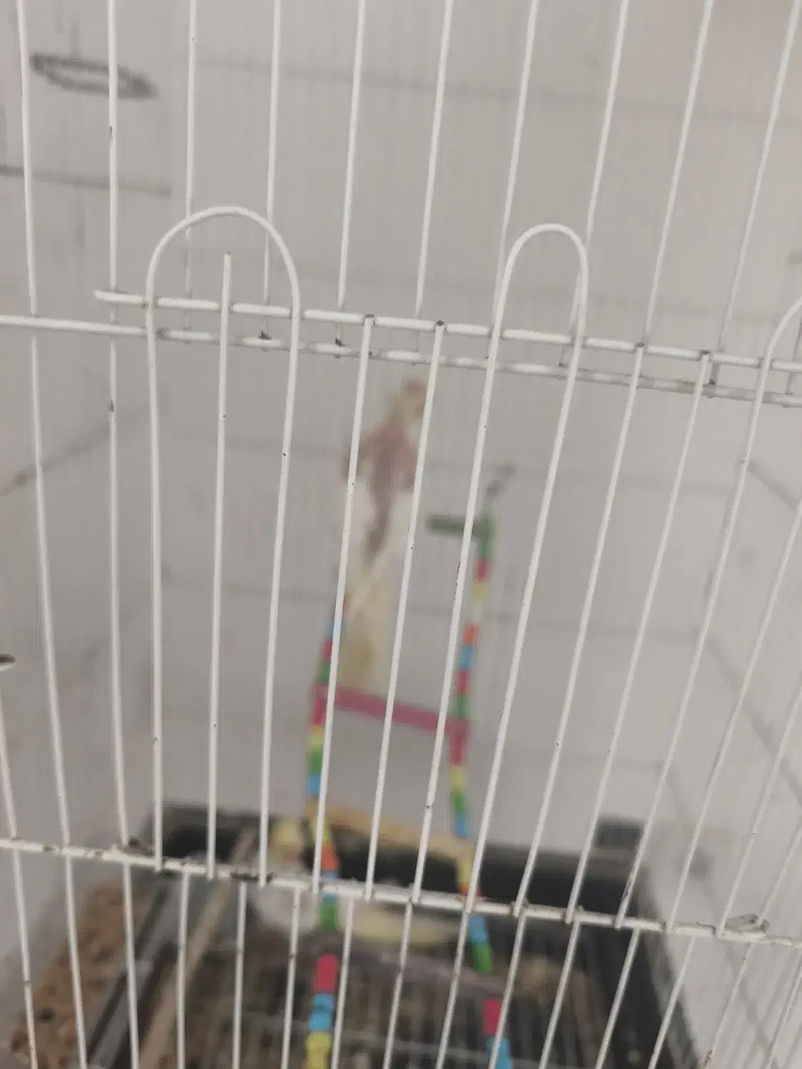 عروس هلندی|پرنده|رشت, پیرکلاچای|دیوار