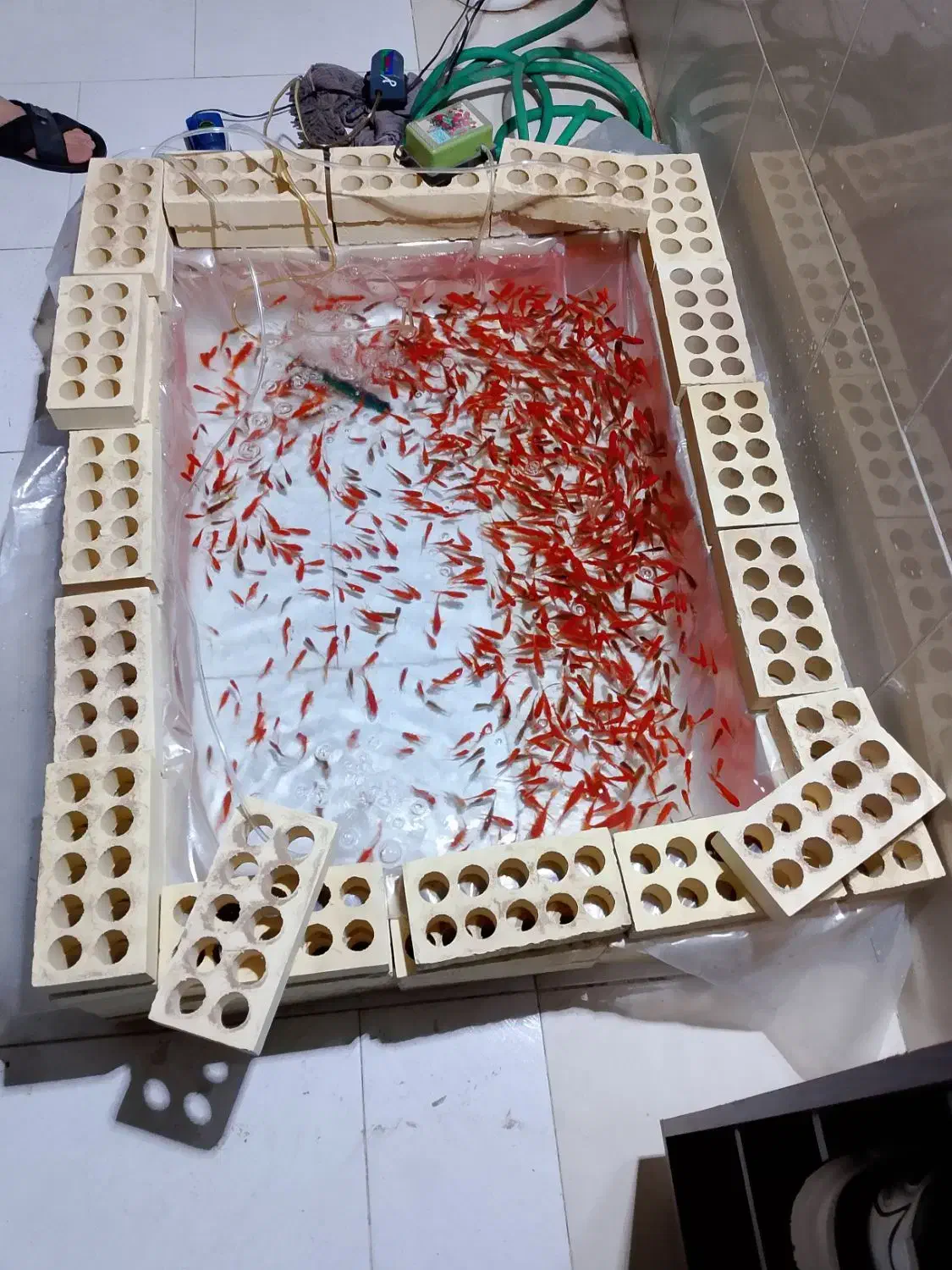 ماهی قرمز|ماهی|یزد, |دیوار