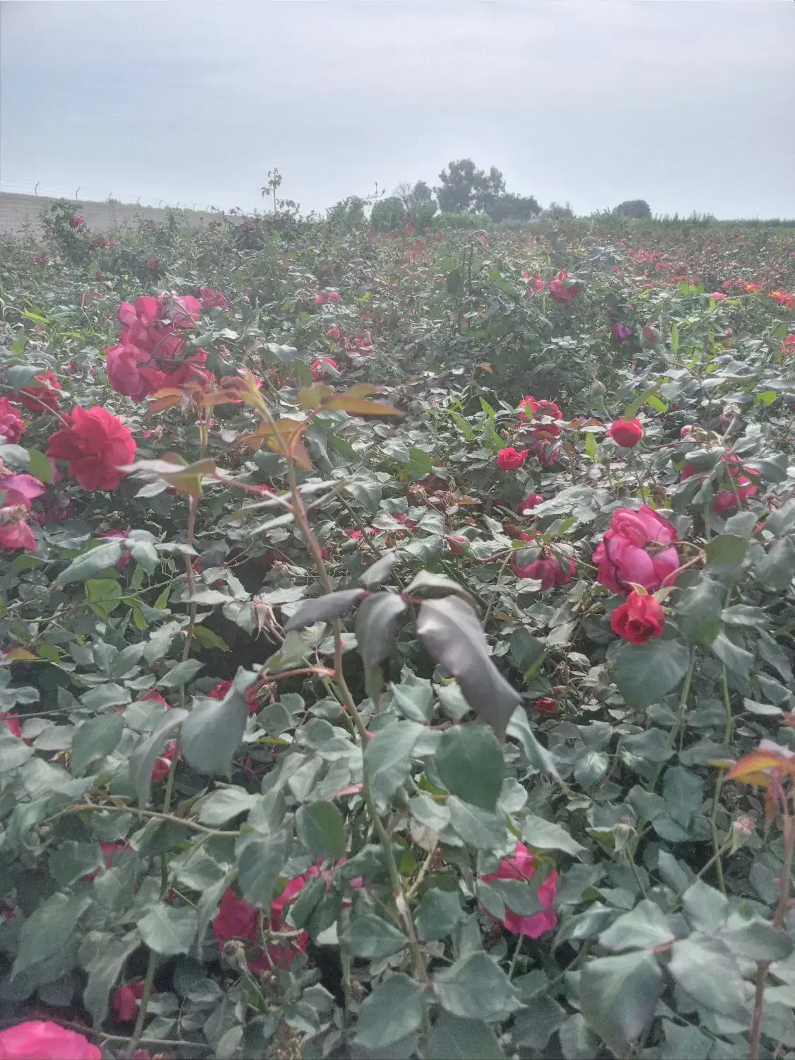 فروش نهال اکالیپتوس ومرکبات وریشه سیا وگل رز|خدمات باغبانی و درختکاری|ایزدخواست, |دیوار