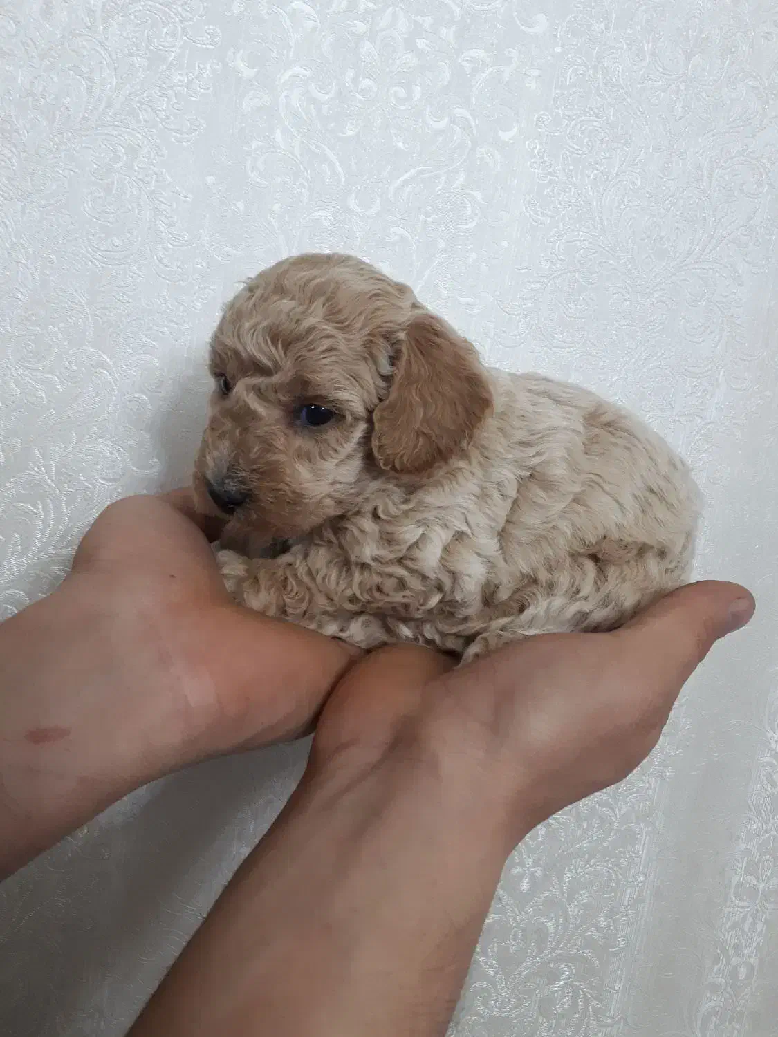 واگذاری توی پودل خالص|سگ|تبریز, |دیوار