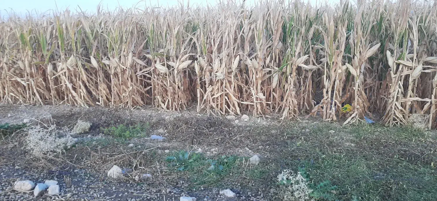 فروش دانه ذرت ۱۰ هکتار|عمدهفروشی|سرپل ذهاب, |دیوار