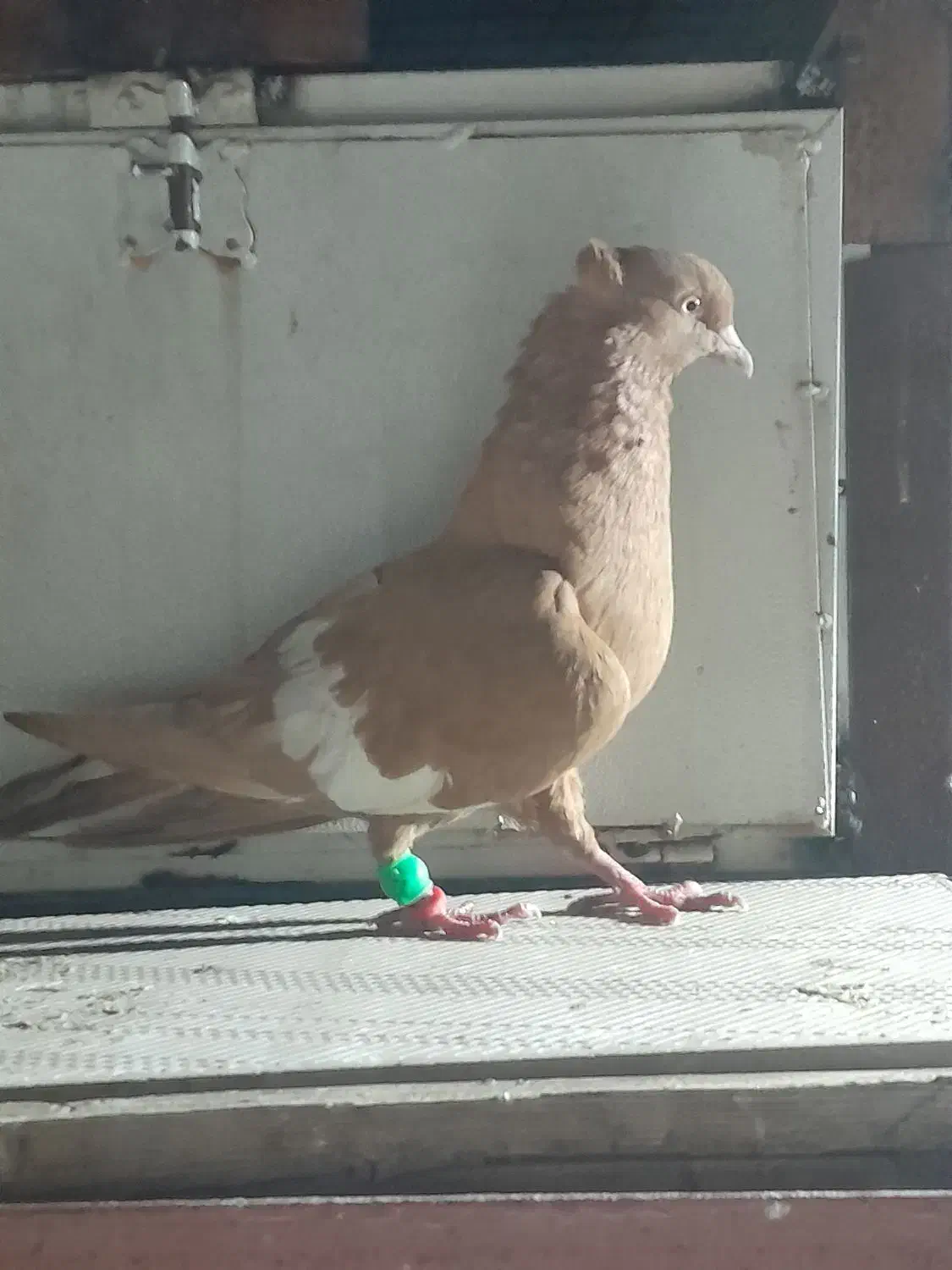 کبوتر سرک زرد|پرنده|دزفول, |دیوار