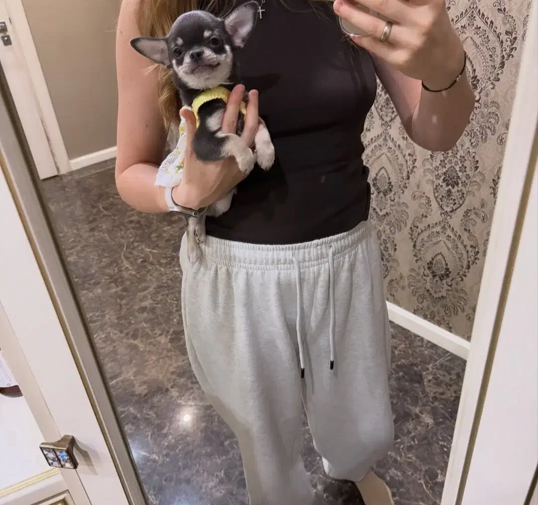 شیواوا تیکاپ دو سر خالص|سگ|ری, دولتآباد|دیوار