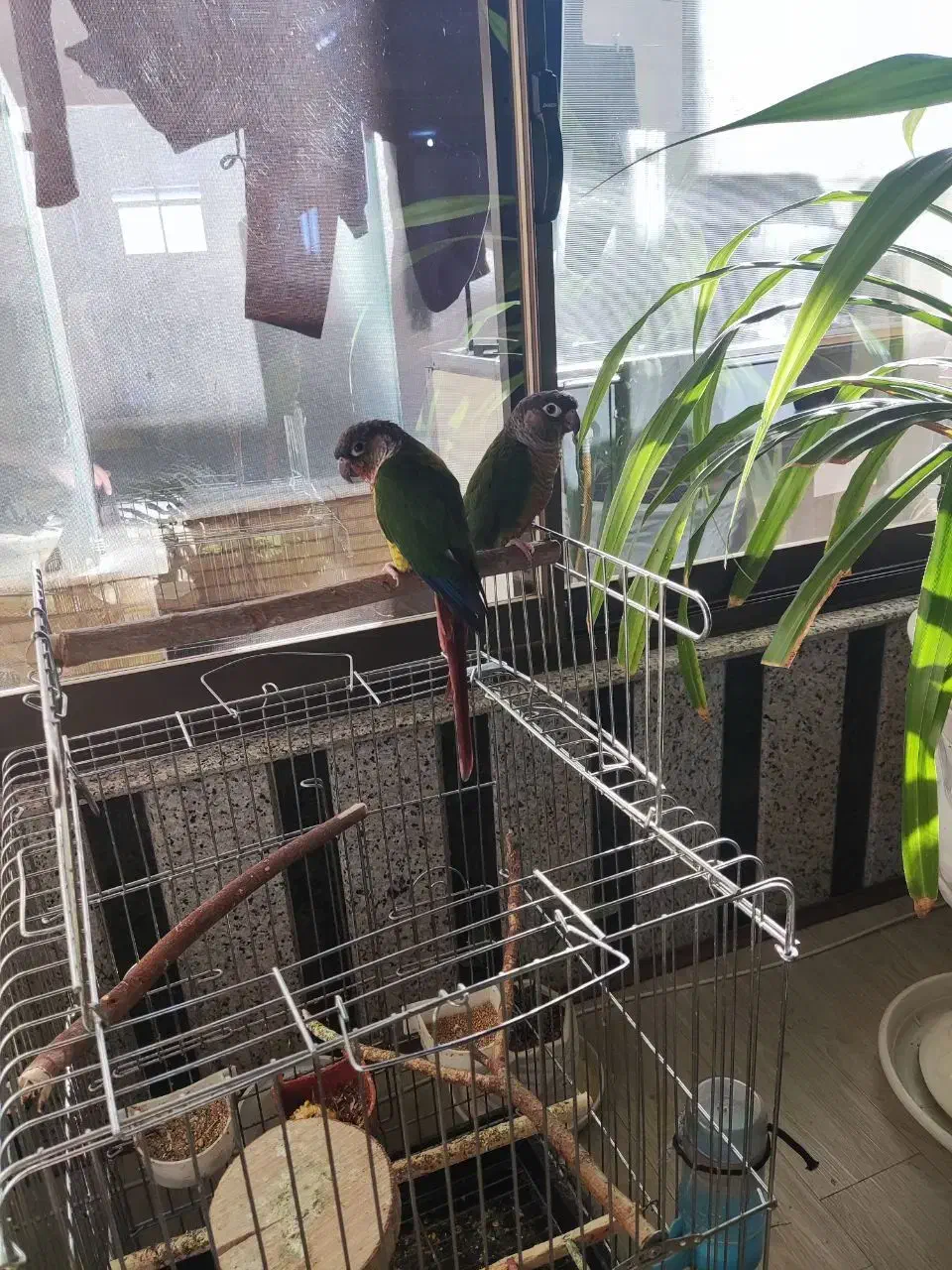 پرنده گرینچیک مولد|پرنده|مبارکه, |دیوار