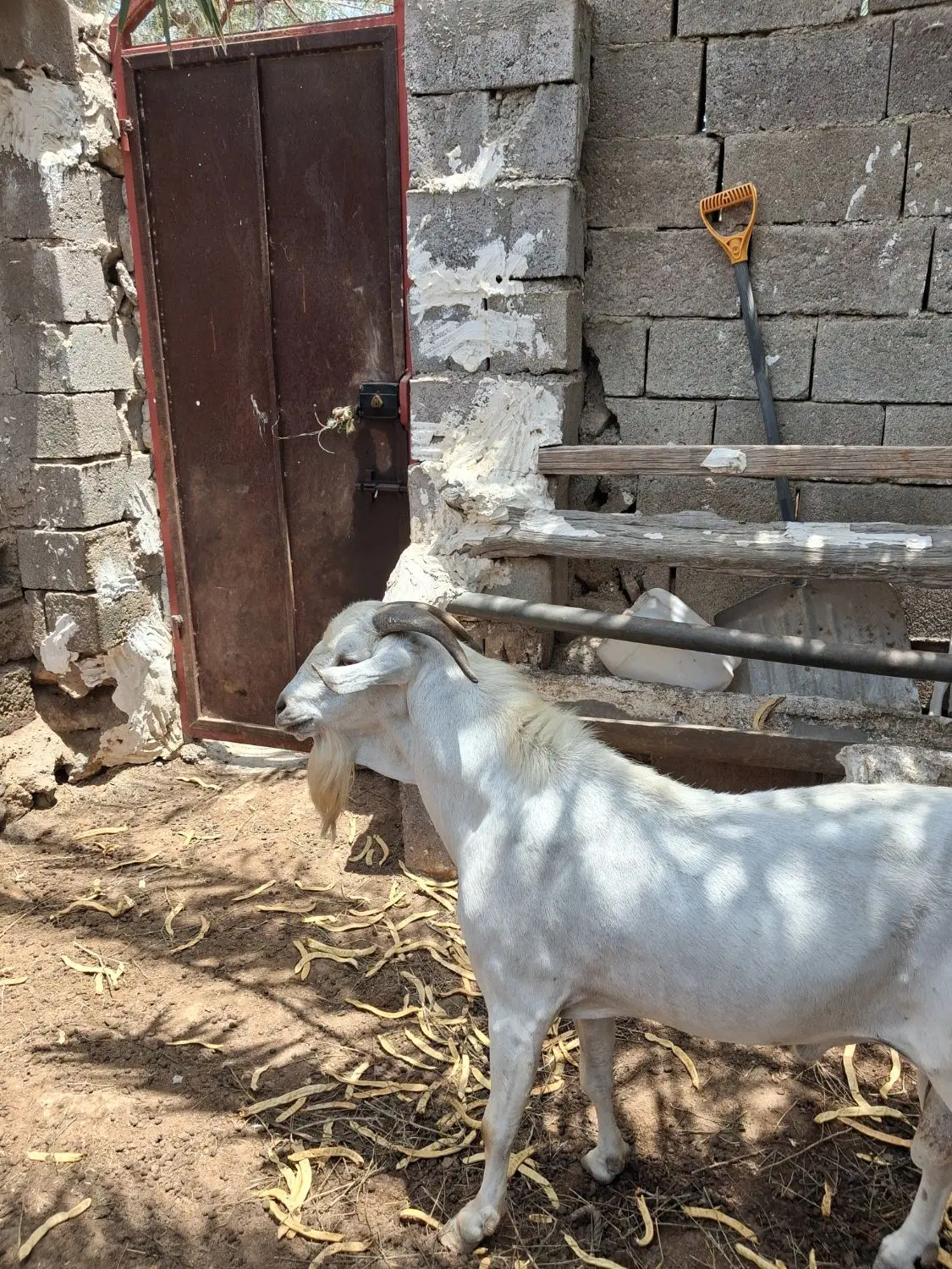 نر سومال|حیوانات مزرعه|بندرلنگه, |دیوار