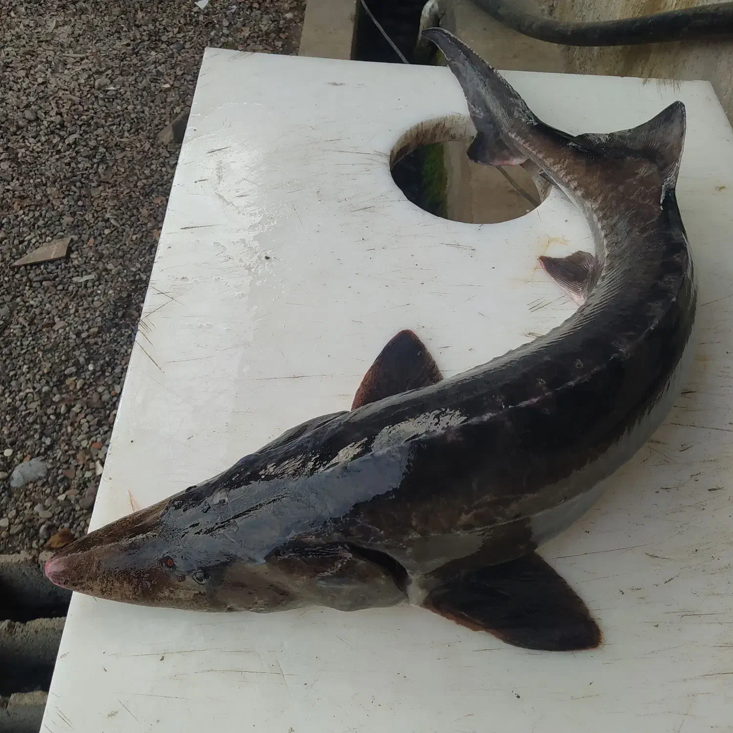 ماهی خاویاری|ماهی|رشت, رشتیان|دیوار