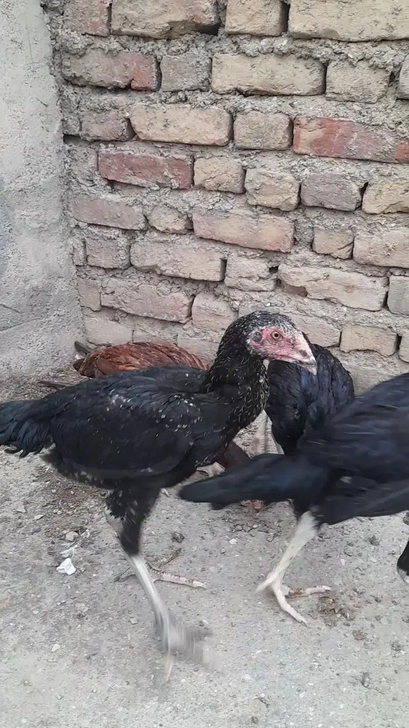 جوجه لاری|حیوانات مزرعه|مینودشت, |دیوار