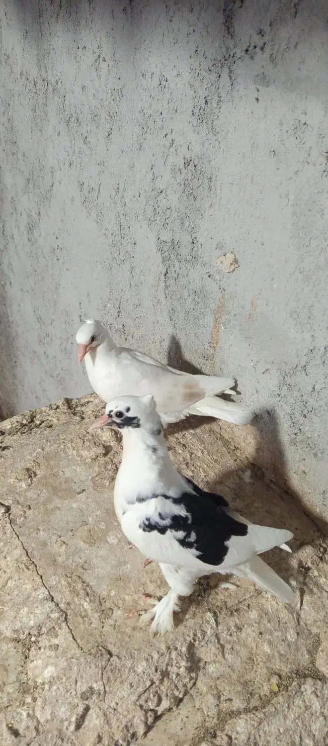 جوجه درجایی با یکی ماده درجایی|پرنده|میناب, |دیوار
