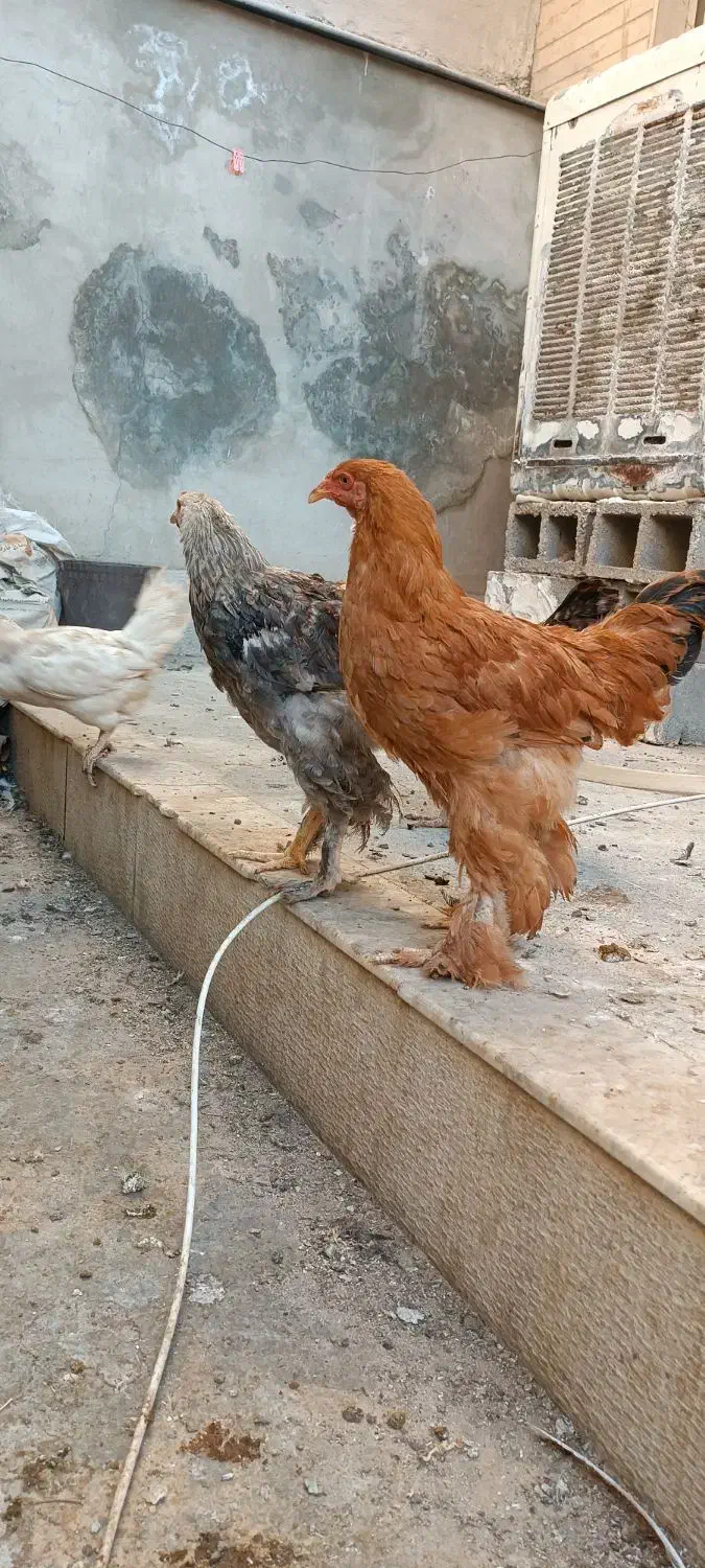 مرغ و خروس سلطان زینتی|حیوانات مزرعه|شیراز, پودنک|دیوار