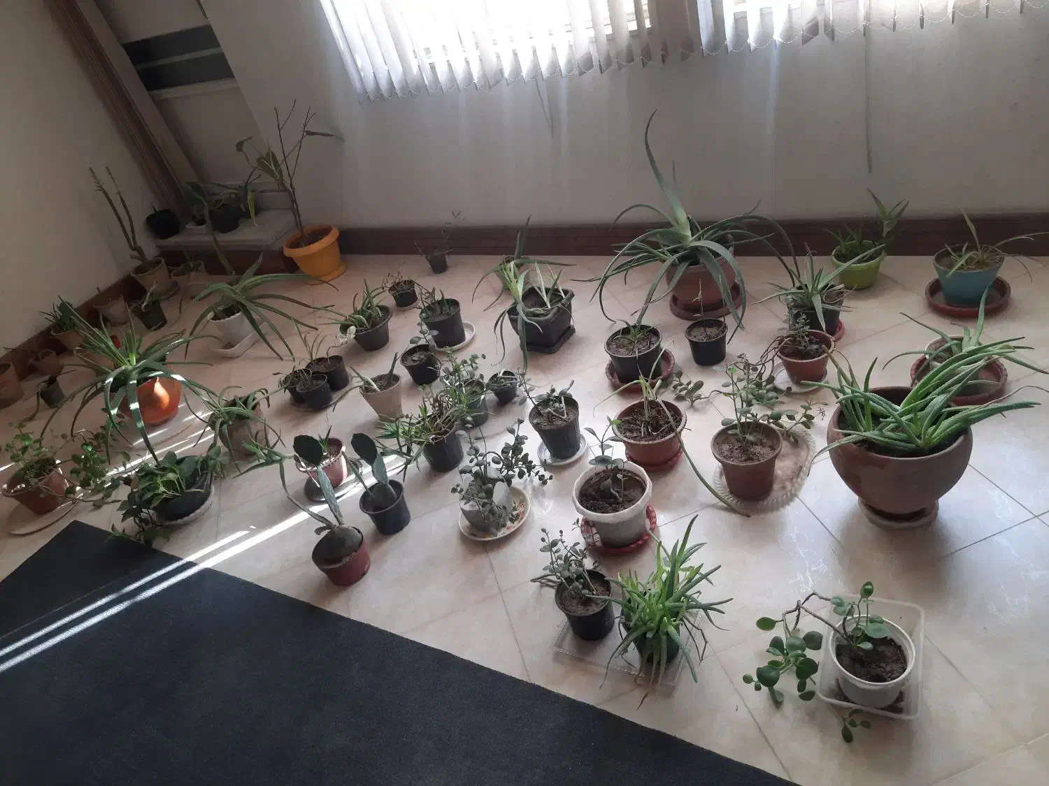 گلخانه کامل|گل و گیاه طبیعی|بروجرد, |دیوار