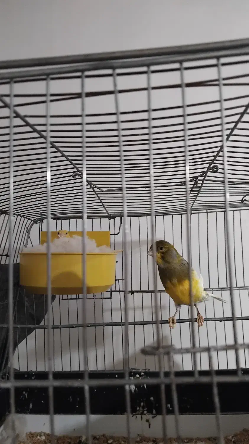 جفت قناری|پرنده|سردشت, |دیوار