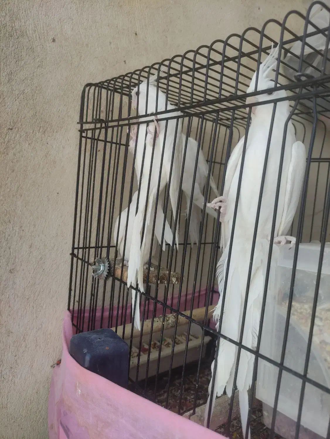 عروس هلندی|پرنده|ملارد, |دیوار