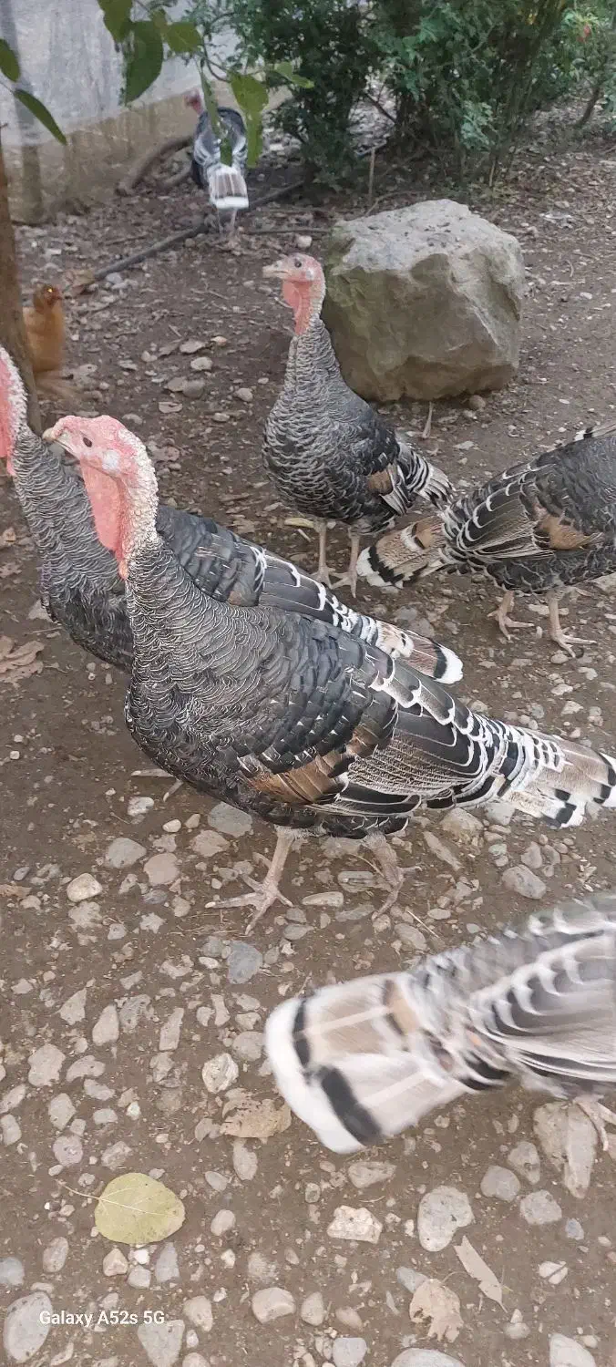 بوقلمون|حیوانات مزرعه|رشت, حافظ آباد|دیوار