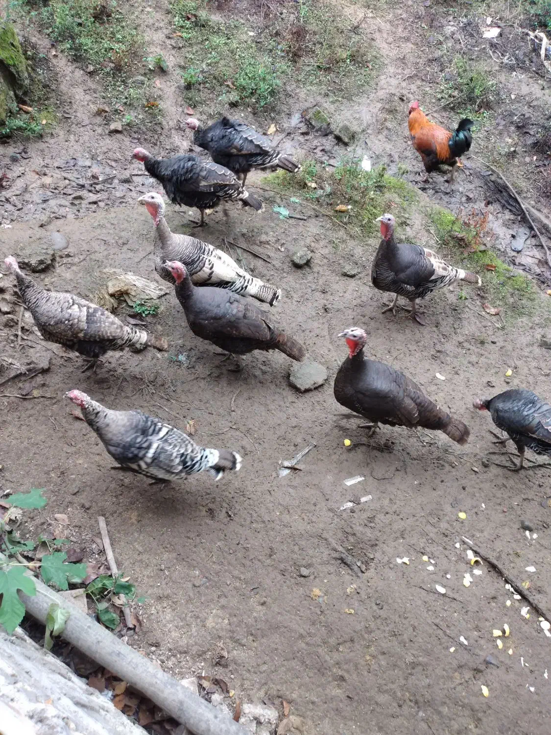 فروش بوقلمون|حیوانات مزرعه|سیاهکل, |دیوار